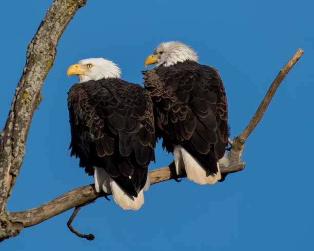 istock Twin bald eagles on a perch on the Potomac River 1080255128