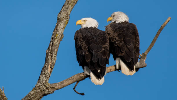 istock Twin bald eagles on a perch on the Potomac River 1080255146