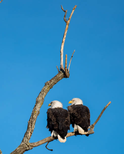 istock Twin bald eagles on a perch on the Potomac River 1080255166