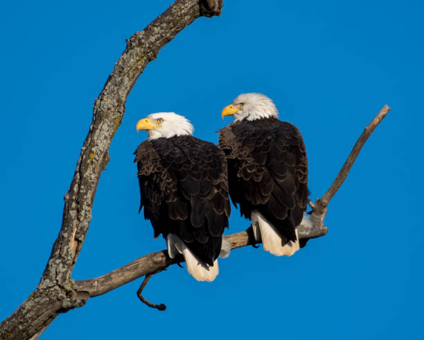 Twin bald eagles on a perch on the Potomac River