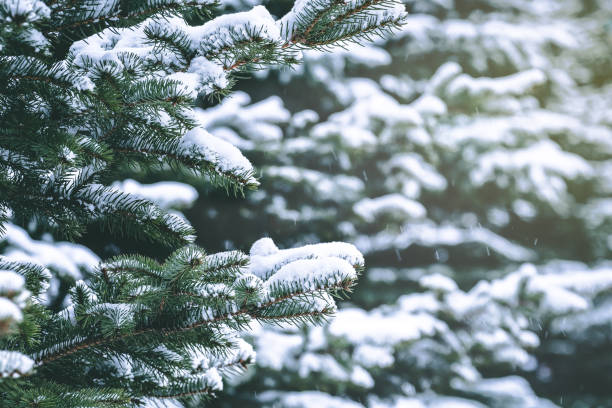 istock Pine tree branches covered with snow. Frozen tree branch in winter forest. Beautiful winter season background. 1080256222