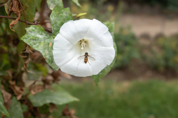 marmolada hover fly na false bindweed flower - hoverfly nature white yellow zdjęcia i obrazy z banku zdjęć