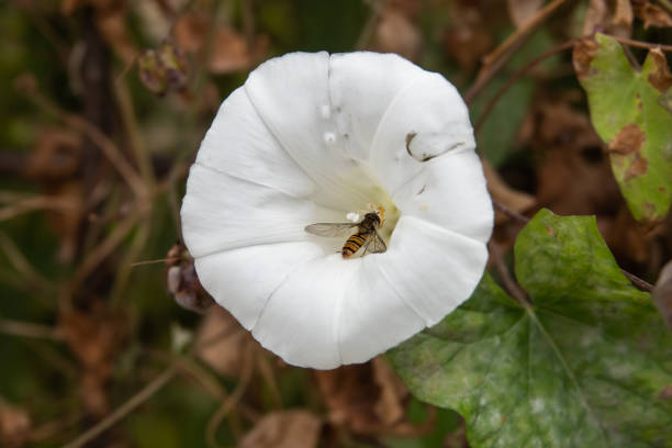 marmelade hover mouche sur fleur de liseron fausse - hoverfly nature white yellow photos et images de collection