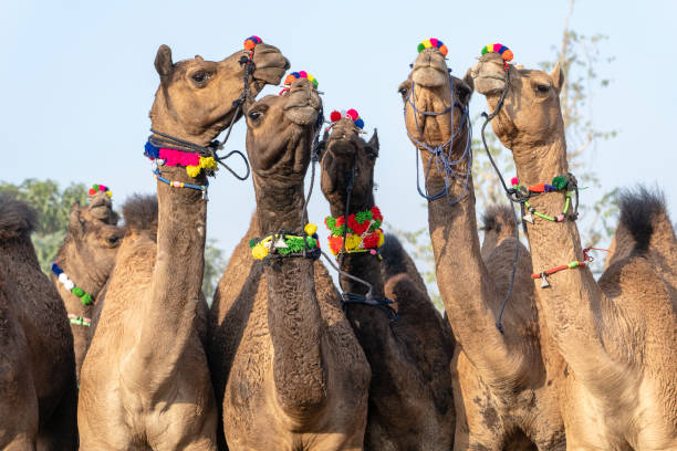 istock Camels in desert Thar during Pushkar Camel Fair, Rajasthan, India 1080261576