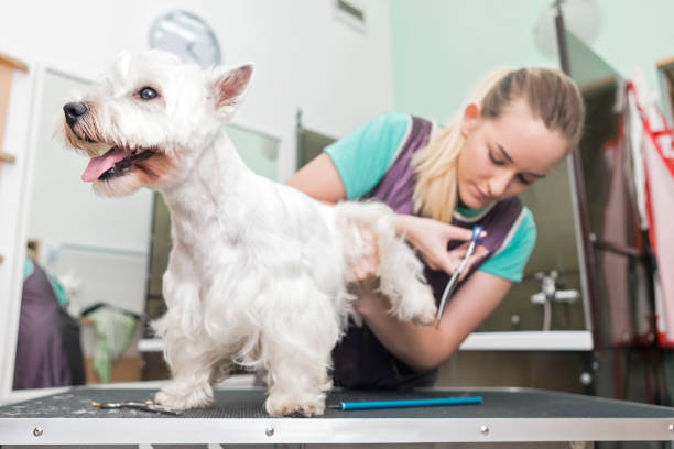 istock West highland white terrier trimming 1080263324