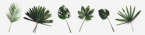 folhas de palmeira verde isolado no fundo branco. - nobody freshness variation individuality - fotografias e filmes do acervo