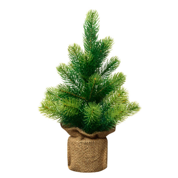 ふさふさした小さなクリスマス ツリーの緑ポット装飾なしラップに孤立した白い背景 - pine tree christmas tree green ストックフォトと画像