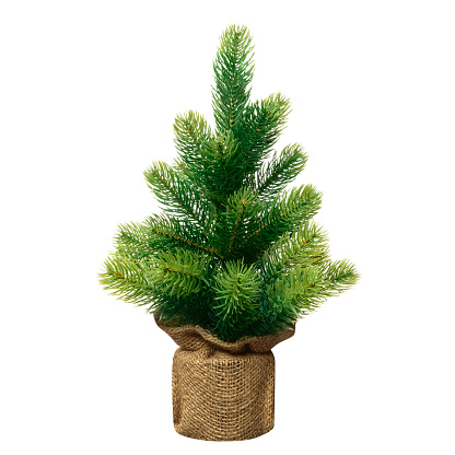 Bushy small green Christmas tree without decorations in a pot wrapped  isolated on white  background.