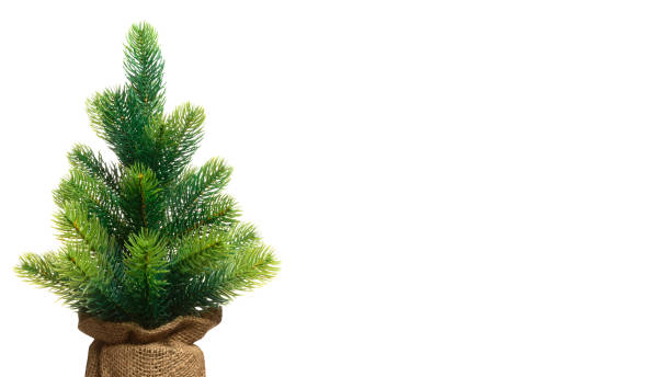 istock Closeup small Christmas green tree empty without decorations in a pot wrapped with copy space  isolated on white  background 1080266556