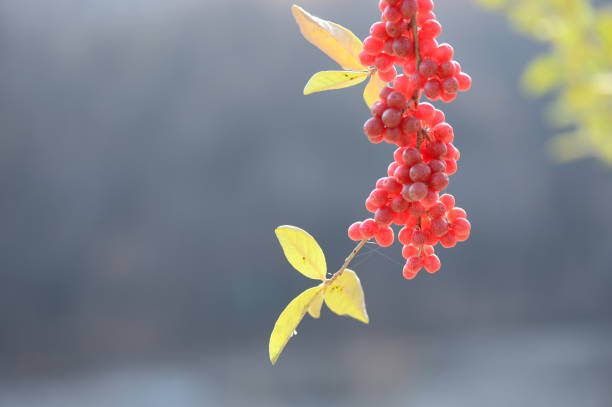 Flowers bloom from early May to mid-June, turning from white to pale yellow, and fragrance.
