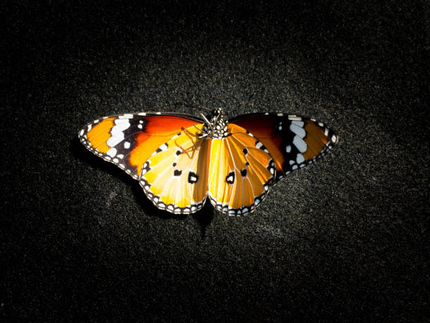 istock Monarch butterfly isolated on black background with sunlight shining 1080270224