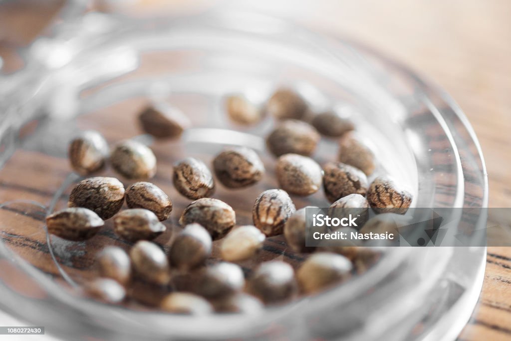 Cannabis hemp seed Cannabis hemp seed in bottle Seed Stock Photo