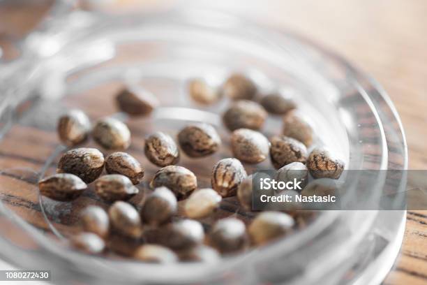 Cannabis Hemp Seed Stock Photo - Download Image Now - Seed, Cannabis Plant, Cannabis - Narcotic