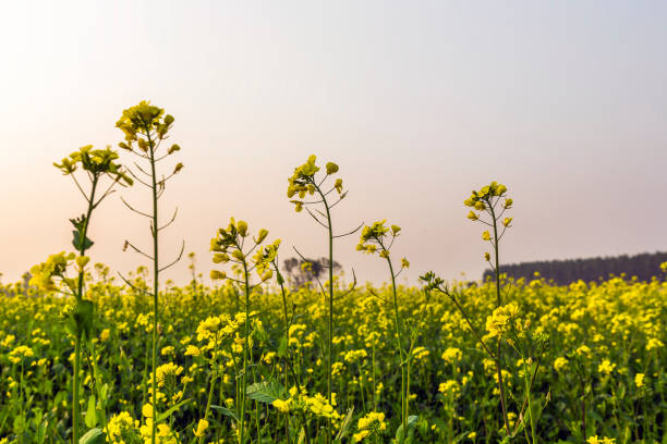 istock mustard flowers in field 1080273556