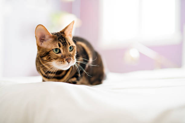 istock Bengal cat on a blanket with green eyes 1080277542
