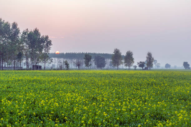 mustard flowers fields in rural india