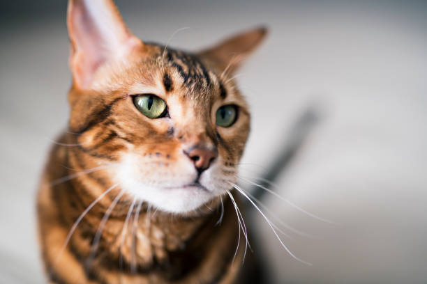 istock Bengal cat on a blanket with green eyes 1080277728