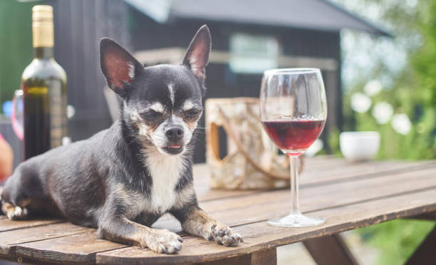 Dog_wine stock photo