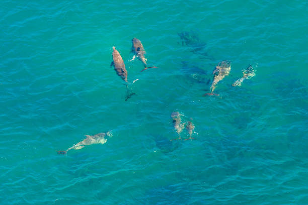Whales in South africa Blue sea background. Aerial view of group of whales in St Lucia, South Africa, one of the top Safari Tour destinations. Whale watching during migration. Copy space. isimangaliso wetland park stock pictures, royalty-free photos & images