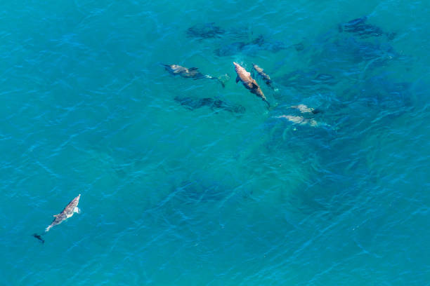 istock Whales South africa 1080285012