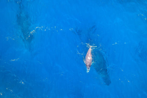 istock Baby whale with mum 1080285052