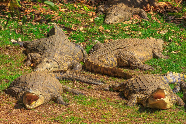 istock Nile Crocodiles South Africa 1080285110