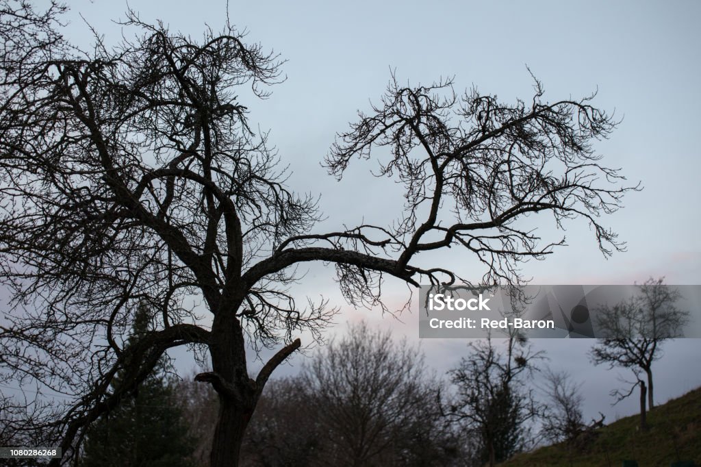 Tree silhouette Silhouette of a tree just after sunset Abstract Stock Photo