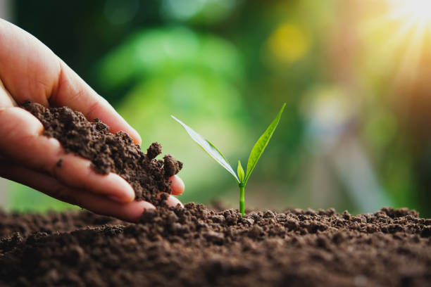 istock hand planting young tree in nature in morning light 1080286560