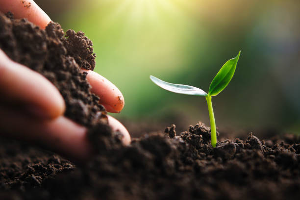 istock hand planting young tree in nature in morning light 1080286562