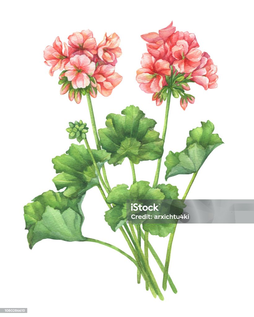 Ilustración de Rama Con Flor De Color Rosa Pálido De Pelargonium Zonal De La Planta Del Jardín Acuarela Dibujado A Mano Pintura Ilustración Aislada Sobre Fondo Blanco y más Vectores Libres de Ilustración de Rama Con Flor De Color Rosa Pálido De Pelargonium Zonal De La Planta Del Jardín Acuarela Dibujado A Mano Pintura Ilustración Aislada Sobre Fondo Blanco y más Vectores Libres de
