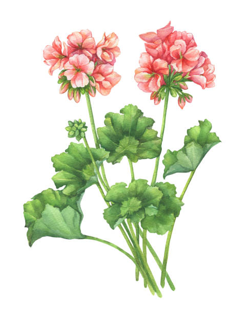 ilustrações de stock, clip art, desenhos animados e ícones de branch with pale pink flower of garden plant zonal pelargonium (also known as geranium, storksbill, cranesbill). watercolor hand drawn painting illustration isolated on a white background. - geranium