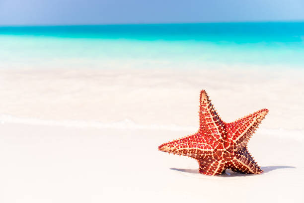 istock Tropical white sand with red starfish in clear water 1080288120