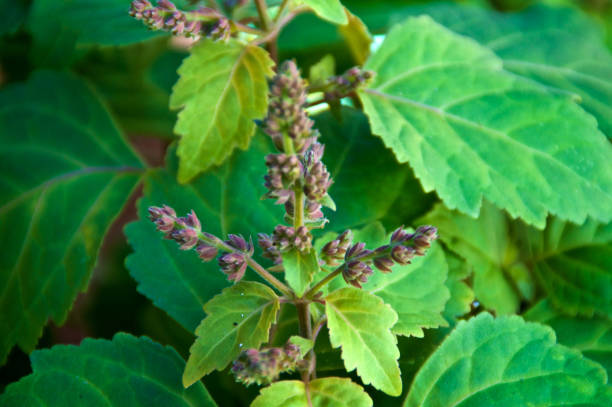 istock Patchouly plant flowers up close 1080289288