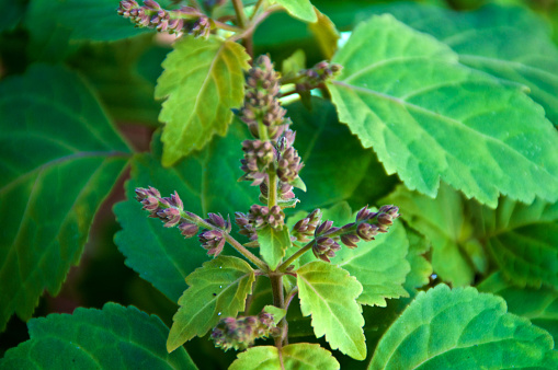 Close up eye level view of flowering patchouli plant also known as pogostemon cablin used in aromatherapy, essential oils and herbal medicine. Shallow depth of field.