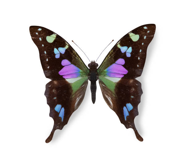 istock Black and blue butterfly isolated over white 1080290472