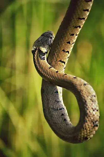 grass snake hanging curled