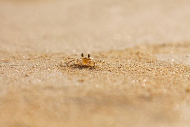 Translucent Crab 180+ Tiny Transparent Crab Stock Photos, Pictures & Royalty-Free Images ...