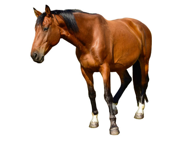 istock Brown horse standing isolated on white 1080301488