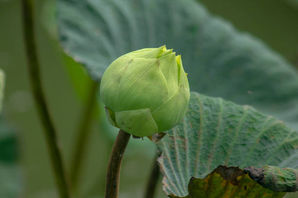 istock Indian Lotus in nature 1080304660