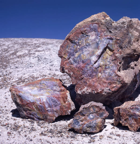 istock Petrified Wood at Petrified Forest National Park 1080304852