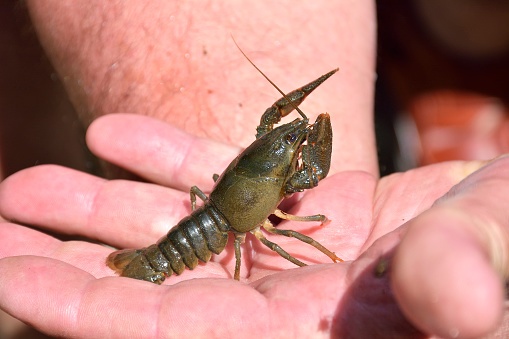 little crayfish ( Astacus astacus ) on hand with clow in focus