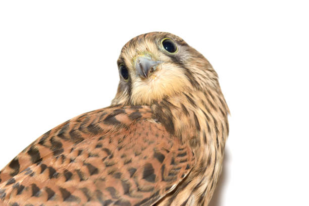 istock Kestrel ( Falco tinnunculus ) on hand. Isolated on white background 1080310844