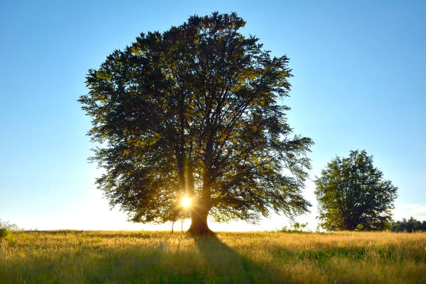 istock Big green tree in a field, sunset shot. processed in Nik Color Efex Pro 1080311918