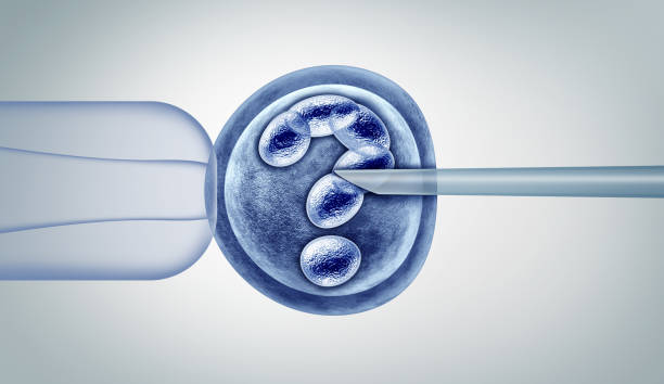 Gene Editing Questions Genetic editing questions and gene research in vitro genome engineering and medical biotechnology as CRISPR health care concept with a fertilized human egg embryo and a group of dividing cells as a 3D illustration. crispr photos stock pictures, royalty-free photos & images