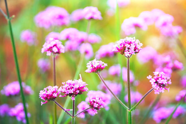 istock Lavender flower field in the morning 1080319498