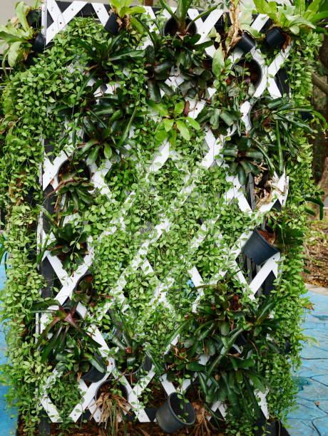 Dirt, Plant, Thailand, Vertical Garden, Residential Building