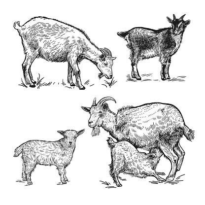 Farm animals set. Goats, little goats, lamb. Isolated realistic image black on white background. Handmade drawing. Vintage. Vector illustration. Design for agricultural products, farm stores, markets