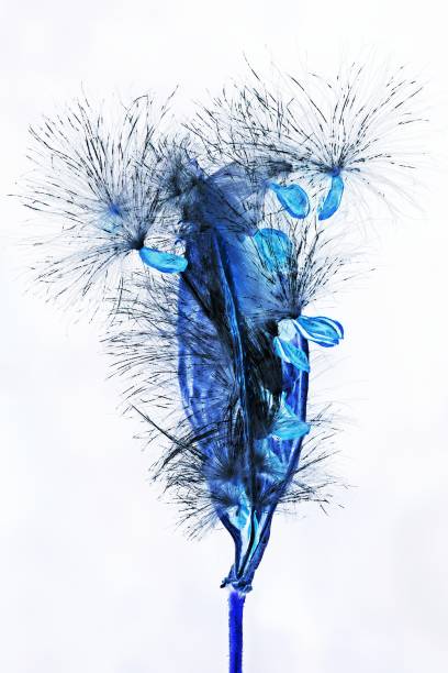 istock Closed up flower's seeds (negative film technique) 1080322246