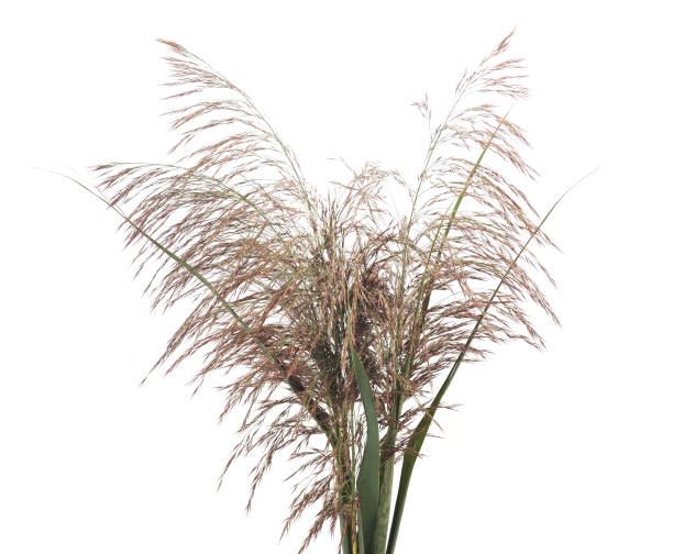 istock Bouquet of cane. 1080325866