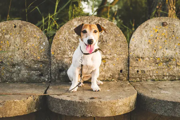 jack russell dog abandoned and left all alone on the road or street, begging to come home to owners